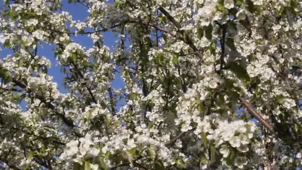 Bloeiende Peer Boom Met Prachtige Witte Bloemen — Stockvideo