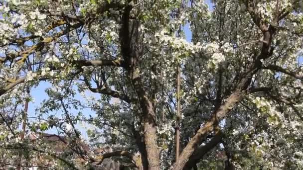 Kvetoucí Hrušeň Krásné Bílé Květy — Stock video