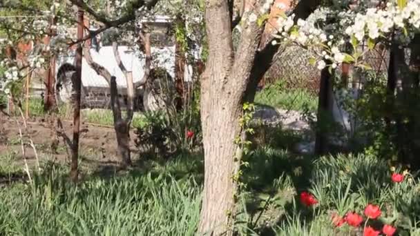 Blommande Päronträd Med Vackra Vita Blommor — Stockvideo