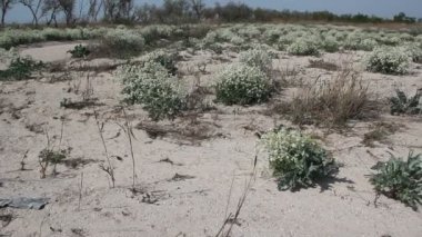 Crambe maritima Azak Denizi'nin kıyısında çalılar. Crambe maritima (deniz kale, deniz cole, seakale, deniz colewort veya crambe) halophytic çiçekli bitki cins Crambe familyasından bir 