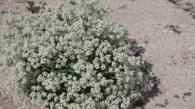 Crambe maritima Azak Denizi'nin kıyısında çalılar. Crambe maritima (deniz kale, deniz cole, seakale, deniz colewort veya crambe) halophytic çiçekli bitki cins Crambe familyasından bir 