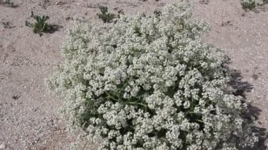 Crambe maritima Azak Denizi'nin kıyısında çalılar. Crambe maritima (deniz kale, deniz cole, seakale, deniz colewort veya crambe) halophytic çiçekli bitki cins Crambe familyasından bir 