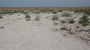 Crambe maritima Azak Denizi'nin kıyısında çalılar. Crambe maritima (deniz kale, deniz cole, seakale, deniz colewort veya crambe) halophytic çiçekli bitki cins Crambe familyasından bir 