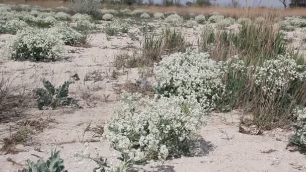 アゾフ海の海岸にクラム海洋センターの茂み クラム海洋センター 海ケール コール Seakale Colewort またはクラム は属クラムに塩生草花の種 — ストック動画