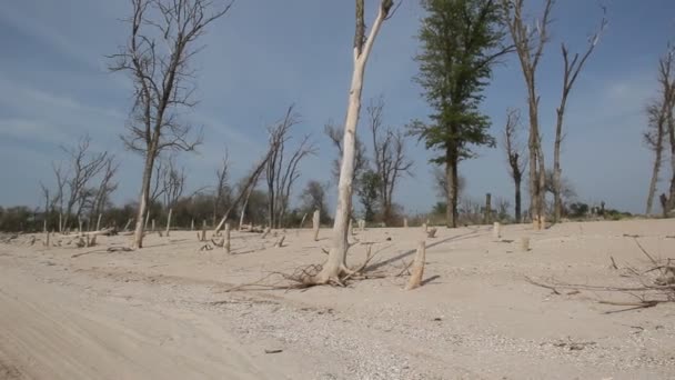 Невеликі Хвилі Миють Піщаний Пляж Сухі Зламані Дерева Біля Моря — стокове відео