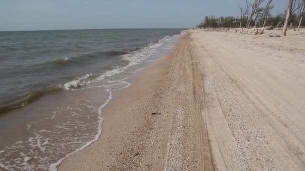 小浪冲刷着沙滩 海边的干碎树 — 图库视频影像