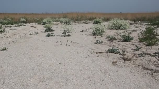 海甘蓝国际船运的灌木丛在亚速海海的海岸上 海甘蓝国际船运 海甘蓝 海科尔 Seakale Colewort 或海甘蓝 是一种盐生植物群落开花植物的种类海甘蓝 — 图库视频影像