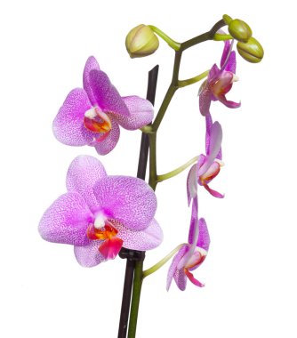 Beyaz arkaplanda izole edilmiş güzel orkide çiçeği