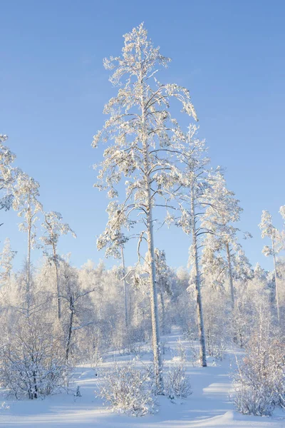 Прекрасний Зимовий Пейзаж Дерева Покриті Морозом — стокове фото