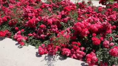 Kırmızı güller aydınlık yaz güneş tarafından aydınlatılmış