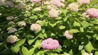 Ortanca veya HORTENSIA 7075 tür çiçekli bitki Güney ve Doğu Asya ve Amerika'nın bir cinsidir