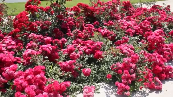 Rosas Rojas Iluminadas Por Sol Brillante Del Verano — Vídeos de Stock