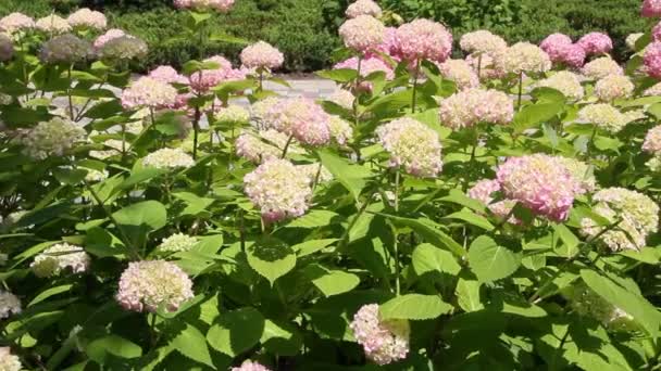 Hydrangea Hortensia Género 7075 Especies Plantas Con Flores Nativas Del — Vídeos de Stock