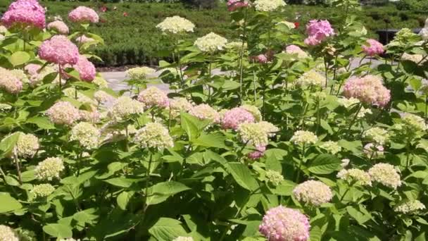 Hydrangea Hortensia Género 7075 Especies Plantas Con Flores Nativas Del — Vídeo de stock