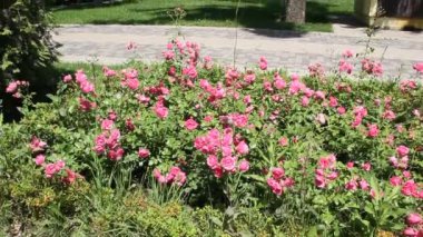 Ortanca veya HORTENSIA 7075 tür çiçekli bitki Güney ve Doğu Asya ve Amerika'nın bir cinsidir