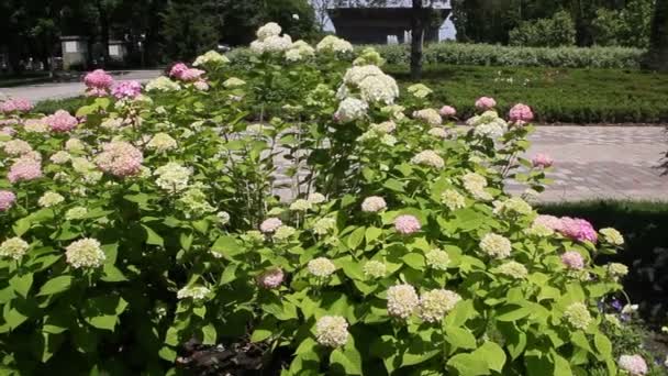 Hortensia Hortensia Ett Släkte 7075 Arter Blommande Växter Naturligt Södra — Stockvideo