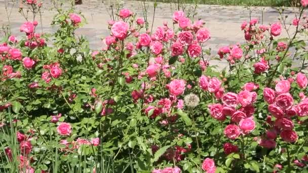 Квітучі Троянди Міському Саду Червоні Кущі Троянд — стокове відео