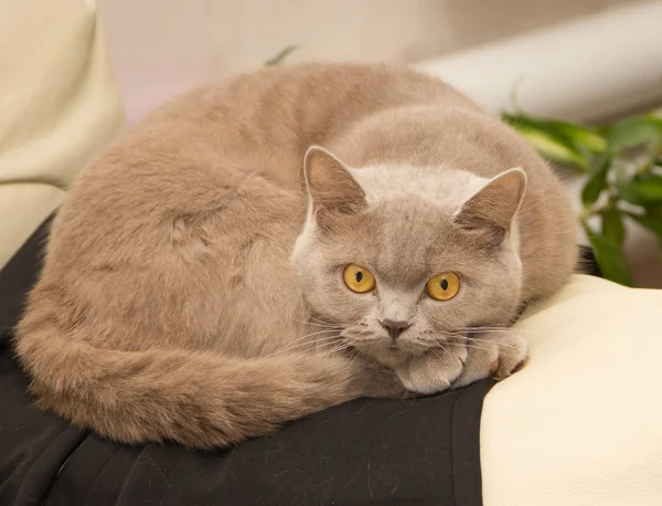 The British Shorthair is the pedigreed version of the traditional British domestic cat