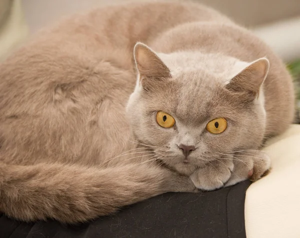 Die Britische Kurzhaarkatze Ist Die Rasseversion Der Traditionellen Britischen Hauskatze — Stockfoto