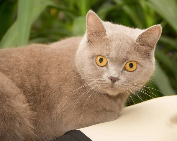 British Shorthair Est Version Généalogique Chat Domestique Britannique Traditionnel — Photo