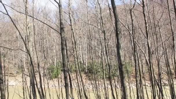 Río Montaña Rápido Río Áspero Través Los Árboles — Vídeo de stock