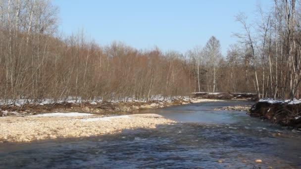 Río Bosque Otoñal — Vídeo de stock