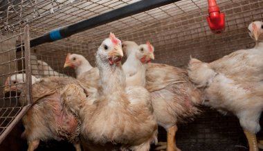 Broiler tavuk tavuk çiftliğinde bir kafeste. Beyaz et sanayi üretim