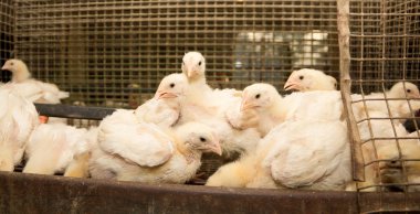 Broiler tavuk tavuk çiftliğinde bir kafeste. Beyaz et sanayi üretim