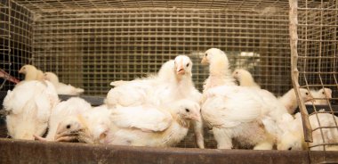 Broiler tavuk tavuk çiftliğinde bir kafeste. Beyaz et sanayi üretim