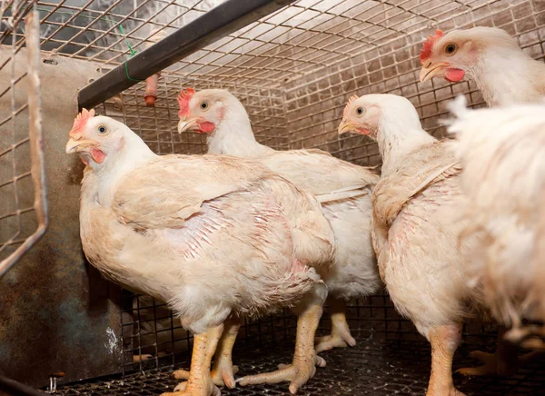 Pollos Engorde Una Jaula Granja Avícola Producción Industrial Carne Blanca —  Fotos de Stock
