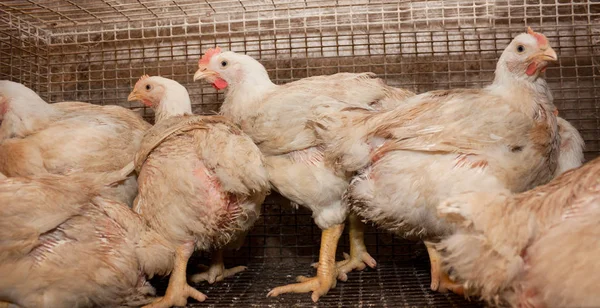 Pollos Engorde Una Jaula Granja Avícola Producción Industrial Carne Blanca —  Fotos de Stock