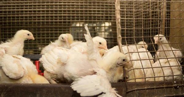 Broiler chickens in a cage at the poultry farm. Industrial production of white meat