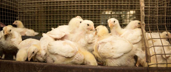 Pollos Engorde Una Jaula Granja Avícola Producción Industrial Carne Blanca — Foto de Stock