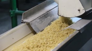 Makarna üretimi. Konveyör bant üzerinde Kazıklı makarna