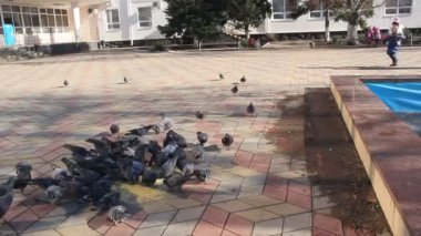Güvercinlerin neşeli ve mutlu kız
