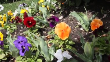 Flowerbed birçok hercai menekşe (viyola tricolor) farklı renk ile