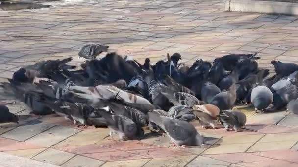 Troupeau Pigeons Picorant Croupe Jaune — Video