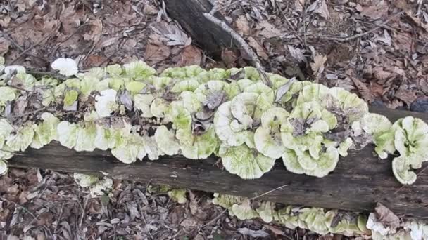 Champiñones Árbol Muerto Bosque Primavera — Vídeo de stock