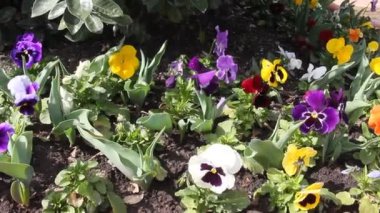 Flowerbed birçok hercai menekşe (viyola tricolor) farklı renk ile