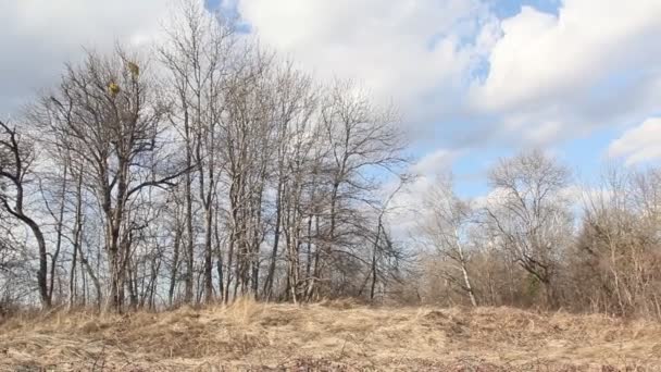 Lente Landschap Met Bossen Prachtige Wolkenluchten Lente Bos Uitlopers Van — Stockvideo