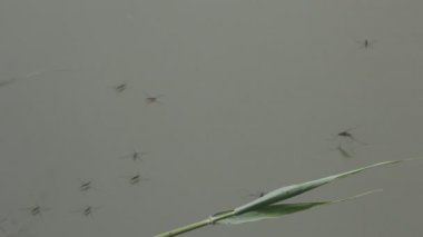 Gerridae, Hemiptera familyasından bir böcek familyasıdır ve yaygın olarak su böcekleri, su böcekleri, su patencileri, su böcekleri veya İsa böcekleri olarak bilinir..