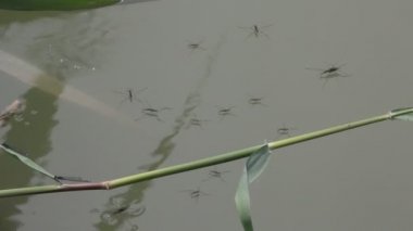 Gerridae, Hemiptera familyasından bir böcek familyasıdır ve yaygın olarak su böcekleri, su böcekleri, su patencileri, su böcekleri veya İsa böcekleri olarak bilinir..