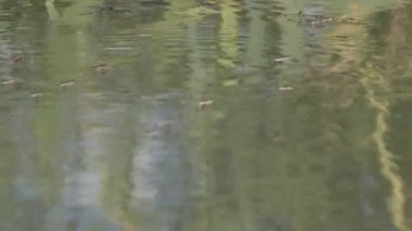 Gerridae, Hemiptera familyasından bir böcek familyasıdır ve yaygın olarak su böcekleri, su böcekleri, su patencileri, su böcekleri veya İsa böcekleri olarak bilinir..