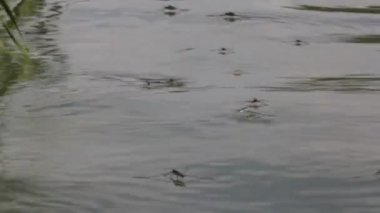 Gerridae, Hemiptera familyasından bir böcek familyasıdır ve yaygın olarak su böcekleri, su böcekleri, su patencileri, su böcekleri veya İsa böcekleri olarak bilinir..