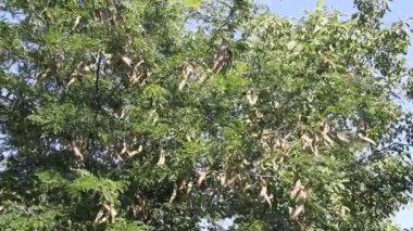 Meyve ile bal akasya ağacı (Gleditsia triacanthos).