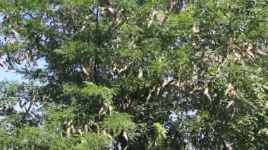 Meyve ile bal akasya ağacı (Gleditsia triacanthos).