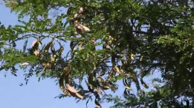 Meyve ile bal akasya ağacı (Gleditsia triacanthos).