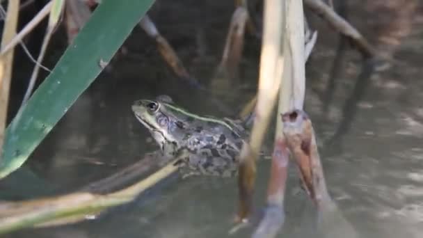 葦の陰で水の上を振るカエル — ストック動画