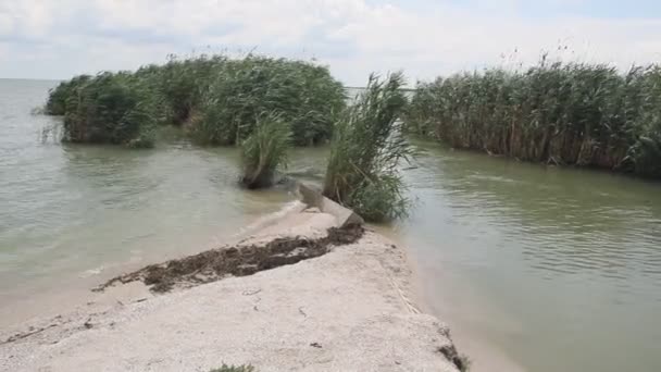 Los Bancos Del Canal Cubierto Cañas — Vídeos de Stock