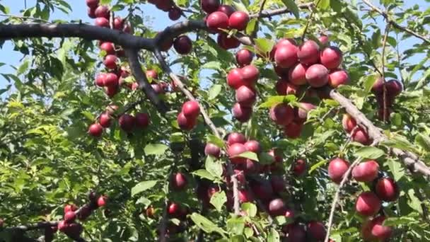 Large Ripe Plums Branches — Stock Video